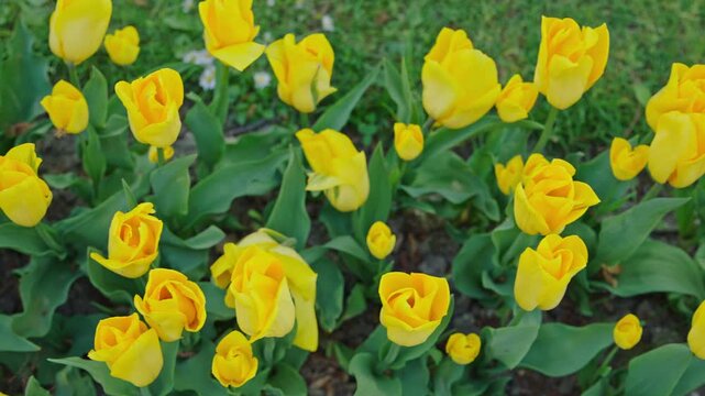 Bright yellow tulips blooming in fresh spring garden bed