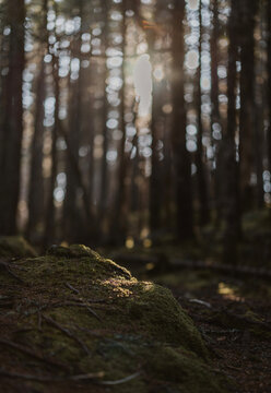 Golden sunbeam of light hits moss in boreal forest in Maine