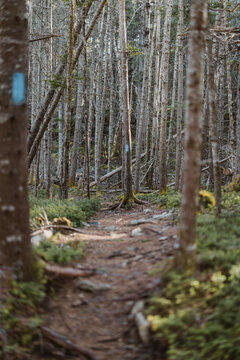 Pleasant trail through boreal forest in the Maine woods.