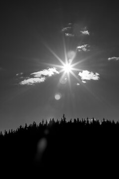 Setting sun over silhoutted pine trees in Maine, black and white.