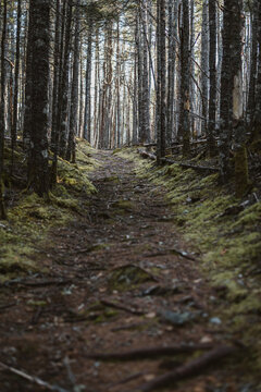 Trail through mossy green boreal forest in Maine woods