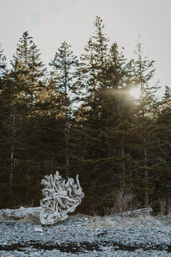 Root system of a dead tree at the edge of some woods, Maine