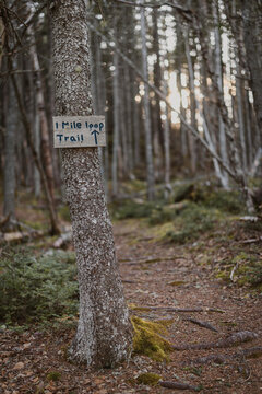 Trail sign marks the way through beautiful mossy forest in Maine.