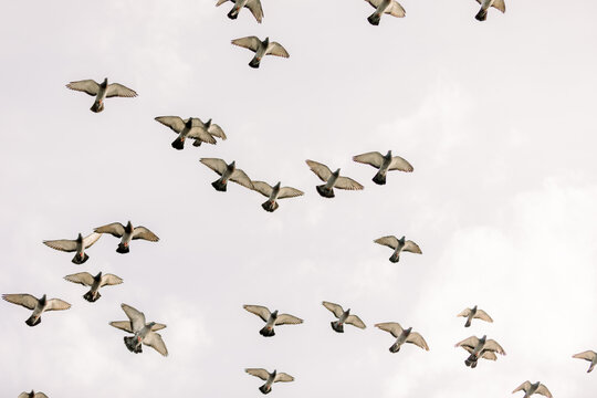 Flock of pigeons flying in a clouded sky