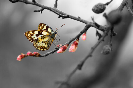 Schmetterling an einer Bl&uuml;te am Ast