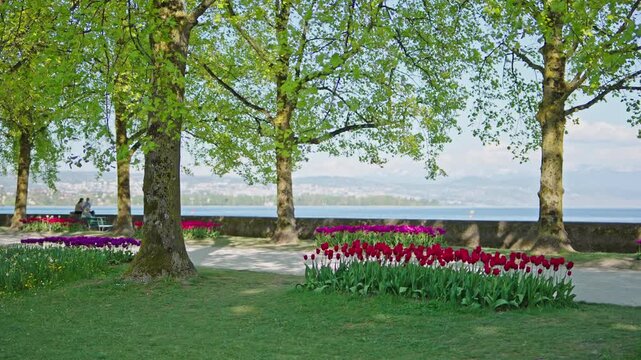 Tulip garden by lakeside promenade with trees in spring.Filmed on 21 April 2026.