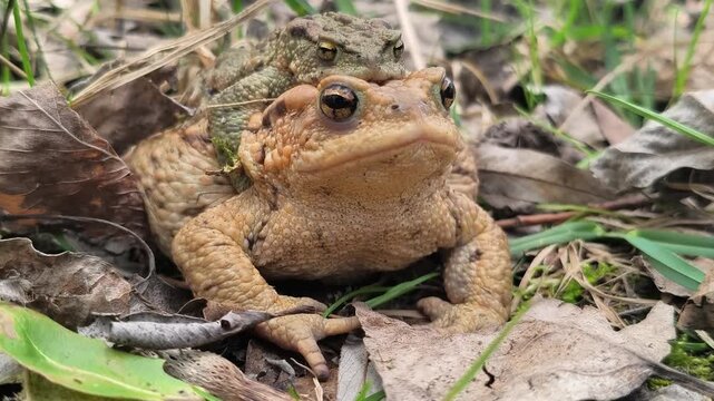 Common toads mating (amplexus), amphibian reproduction in forest, close-up wildlife