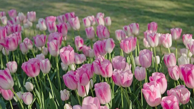 Pink tulip field blooming in spring at Morges Tulip Festival
