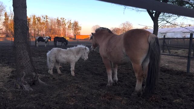 Tender moment between a large norwegian fjord horse and a small white pony as they gently nuzzle each other in a muddy paddock during a beautiful golden hour sunset on a farm