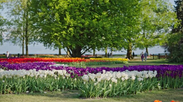 Vibrant tulip beds and trees at Morges Tulip Festival Switzerland.Filmed on 21 April 2026.