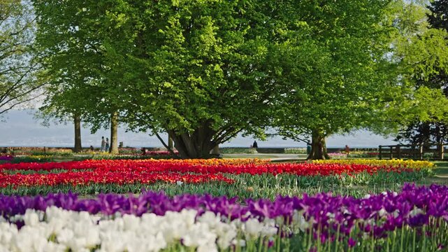 Colorful tulip rows at Morges Tulip Festival park in spring.Filmed on 21 April 2026.