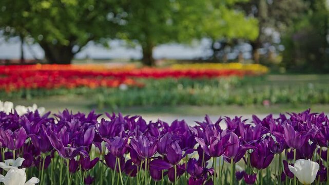 Purple tulips at Morges tulip festival colorful spring park background