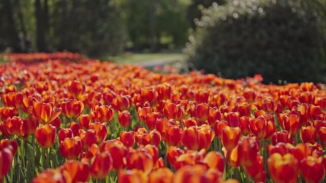 Red and orange tulip field in park blooming vibrant spring flowers cinematic
