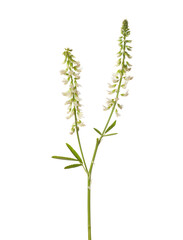 Fototapeta premium Sprig of Sweet Clover (Melilotus albus) with tiny white flowers isolated on white background.