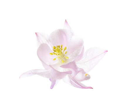 Close-up of  pale pink  Aquilegia  flower isolated on a white background.