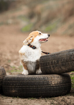 Curious Corgi puppy sitting on tires in outdoor setting.