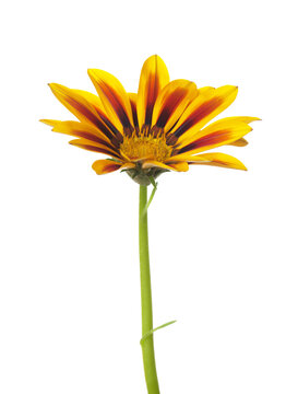 Gazania flower isolated on white background.