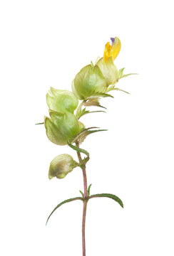Rhinanthus Minor flower isolated on white background.