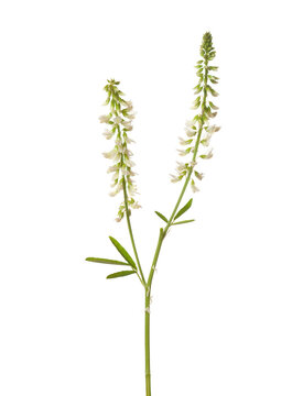 Sprig of Sweet Clover (Melilotus albus) with tiny white flowers isolated on white background.