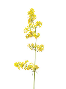  Lady's Bedstraw flower  isolated on white background. Galium Verum