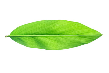 Obraz premium Green leaves of turmeric (curcuma longa) and ginger herb isolated on a white background