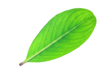 Obraz premium Green leaves isolated on transparent background