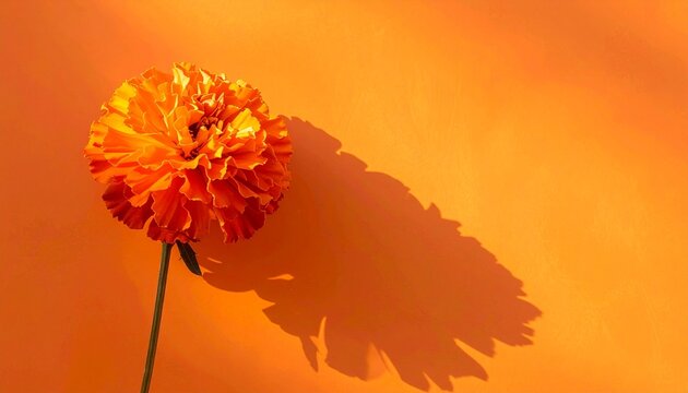 Vibrant orange marigold flower blooming in sunlit warmth, casting a striking shadow
