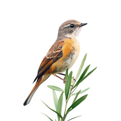 Obraz premium A bird perched on a green plant, showcasing biodiversity and eco-friendly habitats. full length isolate on transparent background