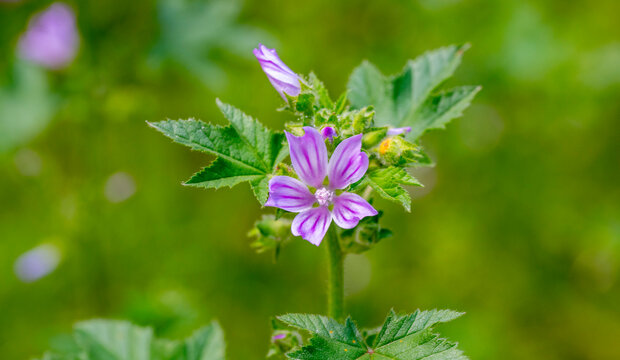 Malva sylvestris is a species of the mallow genus Malva, of which it the type species. Known as common mallow to English-speaking Europeans, it acquired the common names of cheeses, high mallow and ta