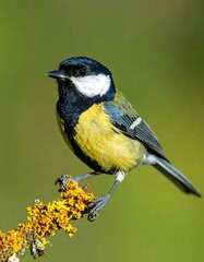 Fototapeta premium A small bird perched on a branch with yellow flowers