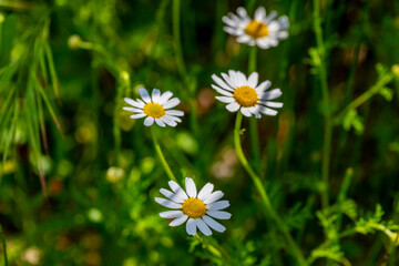 Fototapeta premium Cota tinctoria, the golden marguerite, yellow chamomile, or oxeye chamomile, is a species of perennial flowering plant in the sunflower family. Other common names include dyer's chamomile, Boston dais