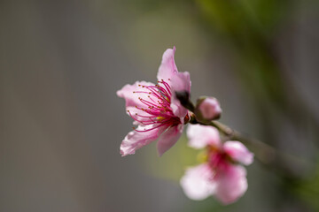 Obraz premium Gros plan sur une fleur d'un pêcher