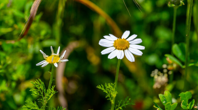 Cota tinctoria, the golden marguerite, yellow chamomile, or oxeye chamomile, is a species of perennial flowering plant in the sunflower family. Other common names include dyer's chamomile, Boston dais