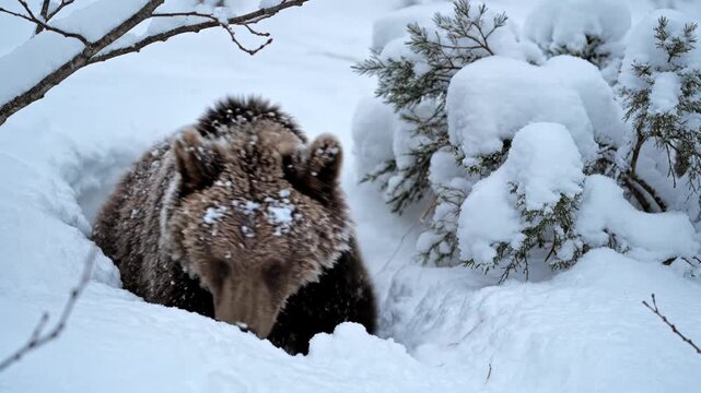 Young brown bear cub (Ursus arctos) with snow on its head looking out from a snowy hole or winter den surrounded by frost-covered bushes and deep snow in a wild forest.