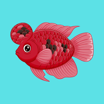 Red Flowerhorn Cichlid Fish Cartoon Illustration Isolated on Blue Background
