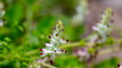 Fototapeta premium Fumaria capreolata, the white ramping fumitory or climbing fumitory, is an herbaceous annual plant in the poppy family Papaveraceae. It is native to Europe, western Asia and northern Africa and natura