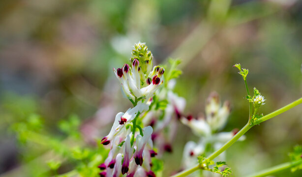 Fumaria capreolata, the white ramping fumitory or climbing fumitory, is an herbaceous annual plant in the poppy family Papaveraceae. It is native to Europe, western Asia and northern Africa and natura