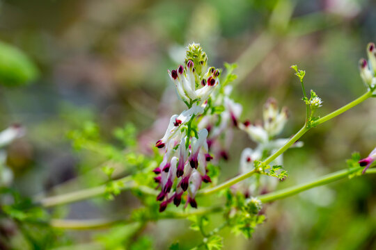 Fumaria capreolata, the white ramping fumitory or climbing fumitory, is an herbaceous annual plant in the poppy family Papaveraceae. It is native to Europe, western Asia and northern Africa and natura