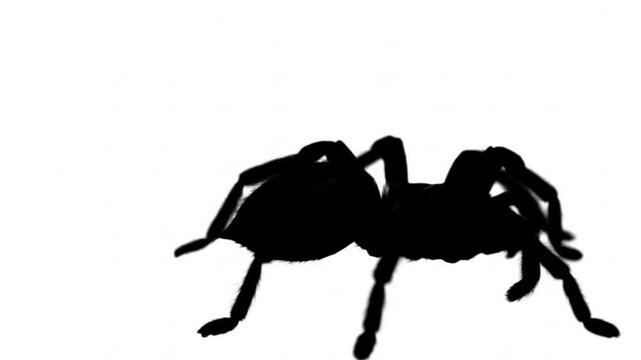 silhouette of a tarantula crawling slowly video