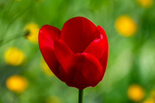 View of a vibrant red tulip blooming in a garden with soft sunlight and blurred yellow flowers in the background Zagreb, Croatia.