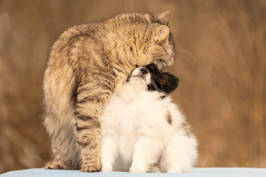 A fluffy tabby cat affectionately hugs, kisses, and cleans a tiny papillon puppy. This heartwarming scene shows a cat grooming and bonding with its small dog friend on a soft autumn day.