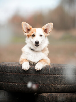 Portrait of a cute Corgi puppy leaning on car tires outdoors.