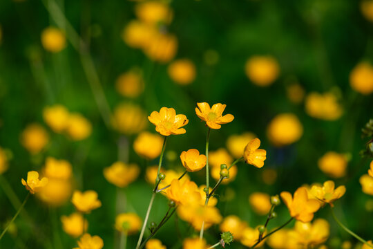 View of vibrant yellow buttercups blooming in a lush green meadow under bright sunlight in Zagreb, Croatia.
