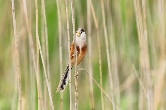 Reed Parrotbill Perching on Reed Stalk