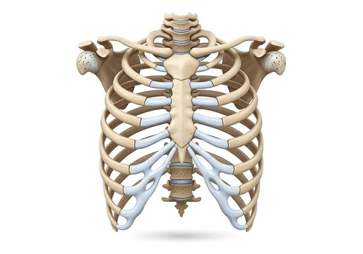 Detailed anatomical model of human rib cage with sternum and upper spine shown in detailed bone structure