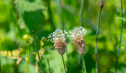 Plantago lanceolata is a species of flowering plant in the plantain family Plantaginaceae. It is known by the common names ribwort plantain, narrowleaf plantain, English plantain, ribleaf, lamb's tong © enderbayindir