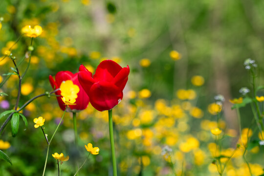 View of red tulips and yellow wildflowers blooming in a lush green meadow with soft bokeh background Zagreb, Croatia.