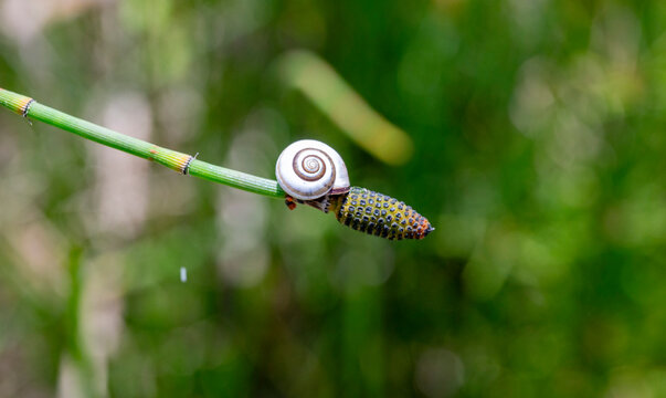 A snail is a shelled gastropod. The name is most often applied to land snails, terrestrial pulmonate gastropod molluscs. However, the common name snail is also used for most of the members of the moll