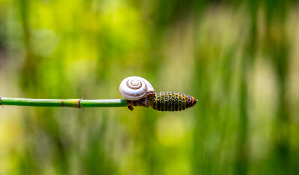 A snail is a shelled gastropod. The name is most often applied to land snails, terrestrial pulmonate gastropod molluscs. However, the common name snail is also used for most of the members of the moll