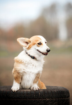 Funny Corgi puppy with a cunning and playful expression.